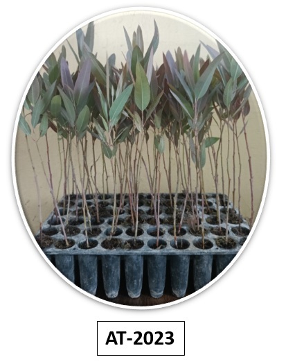 Eucalyptus Sapling AT-2023 Bundle 
