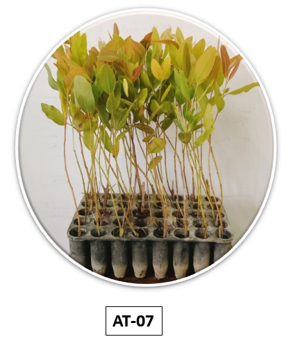Eucalyptus Sapling AT-07 Bundle 